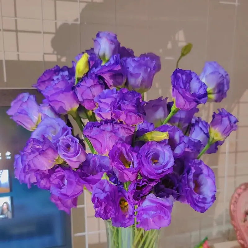 Eustoma Rosensamen – Dornenlose Schönheit für Ihren Garten Zorenza
