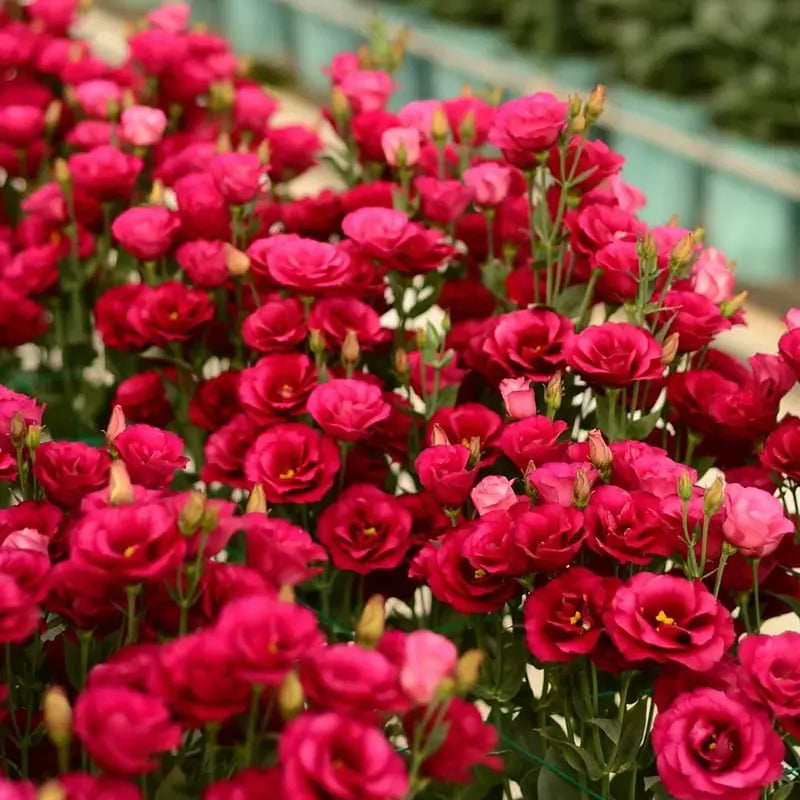 Eustoma Rosensamen – Dornenlose Schönheit für Ihren Garten Zorenza