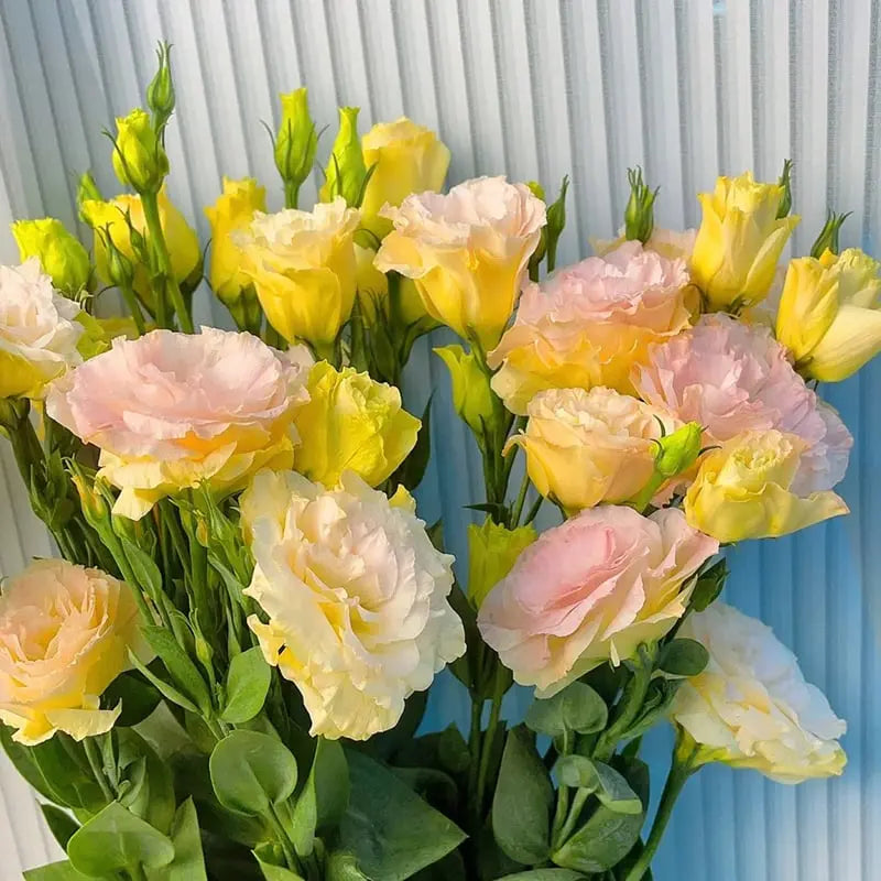 Eustoma Rosensamen – Dornenlose Schönheit für Ihren Garten Zorenza