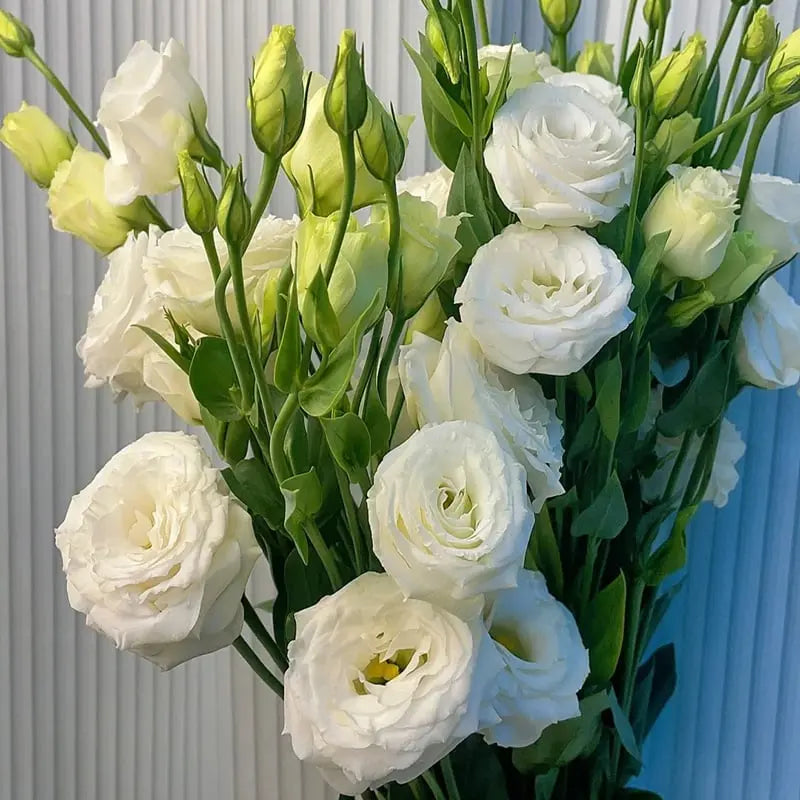 Eustoma Rosensamen – Dornenlose Schönheit für Ihren Garten Zorenza
