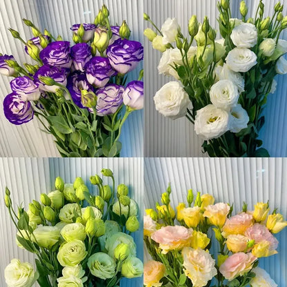 Eustoma Rosensamen – Dornenlose Schönheit für Ihren Garten Zorenza