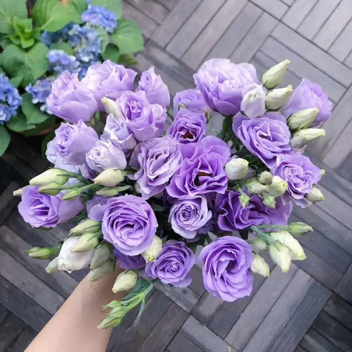 Eustoma Rosensamen – Dornenlose Schönheit für Ihren Garten Zorenza