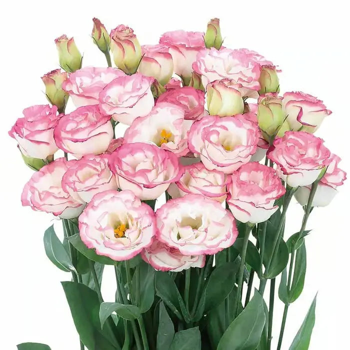 Eustoma Rosensamen – Dornenlose Schönheit für Ihren Garten Zorenza