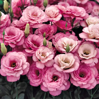 Eustoma Rosensamen – Dornenlose Schönheit für Ihren Garten Zorenza