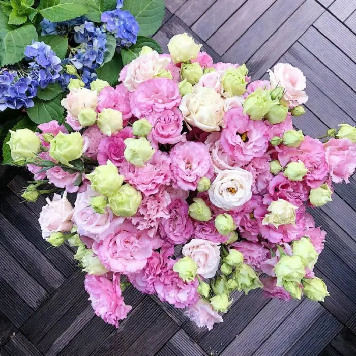 Eustoma Rosensamen – Dornenlose Schönheit für Ihren Garten Zorenza