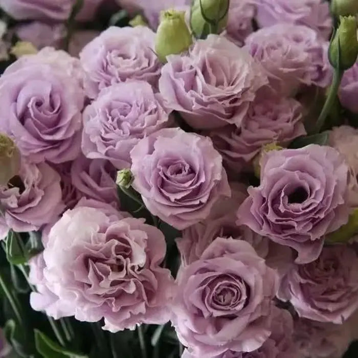 Eustoma Rosensamen – Dornenlose Schönheit für Ihren Garten Zorenza