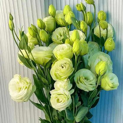 Eustoma Rosensamen – Dornenlose Schönheit für Ihren Garten Zorenza