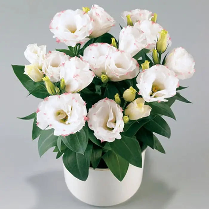 Eustoma Rosensamen – Dornenlose Schönheit für Ihren Garten Zorenza
