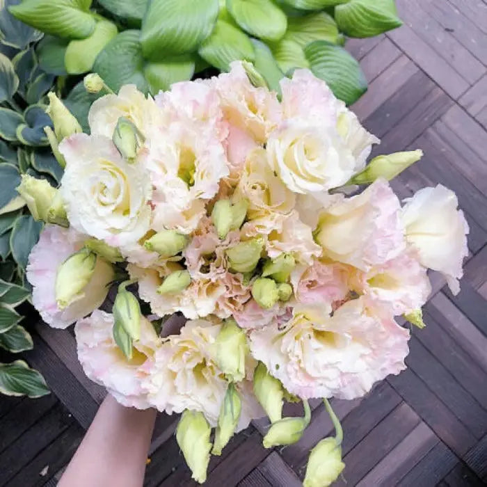 Eustoma Rosensamen – Dornenlose Schönheit für Ihren Garten Zorenza