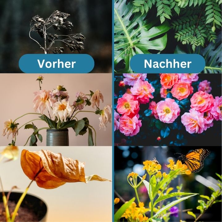 2+1 Gratis | Universal organischer Langzeitdünger Tabletten Mivoza Deutschland