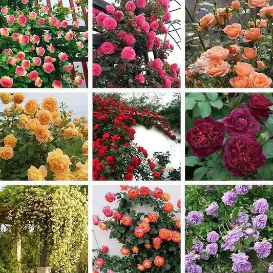 Kletterrosensamen – Farbenpracht für Ihren Garten | 150 + 50 Gratis (200 Samen) Zorenza