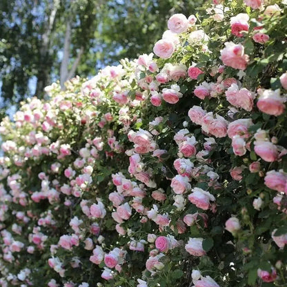 Kletterrosensamen – Farbenpracht für Ihren Garten | 150 + 50 Gratis (200 Samen) Zorenza