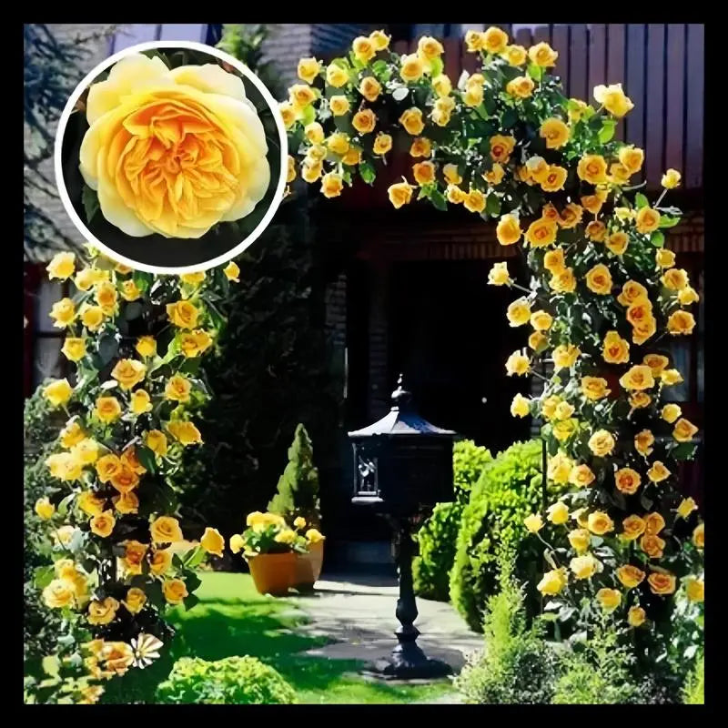 Kletterrosensamen – Farbenpracht für Ihren Garten | 150 + 50 Gratis (200 Samen) Zorenza