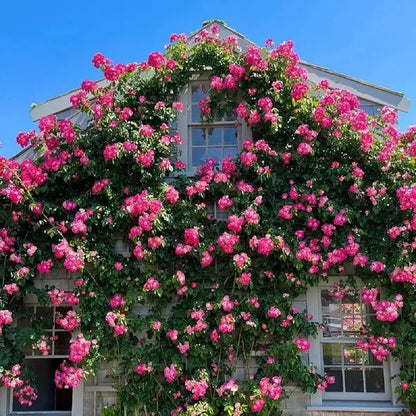 Kletterrosensamen – Farbenpracht für Ihren Garten | 150 + 50 Gratis (200 Samen) Zorenza