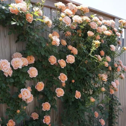 Kletterrosensamen – Farbenpracht für Ihren Garten | 150 + 50 Gratis (200 Samen) Zorenza