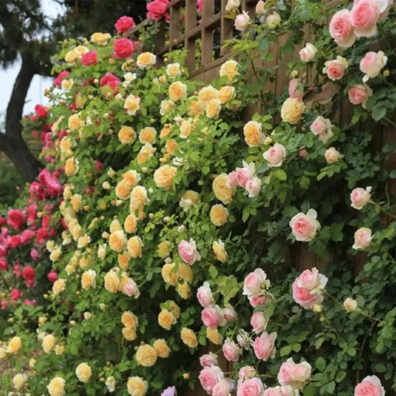 Kletterrosensamen – Farbenpracht für Ihren Garten | 150 + 50 Gratis (200 Samen) Zorenza
