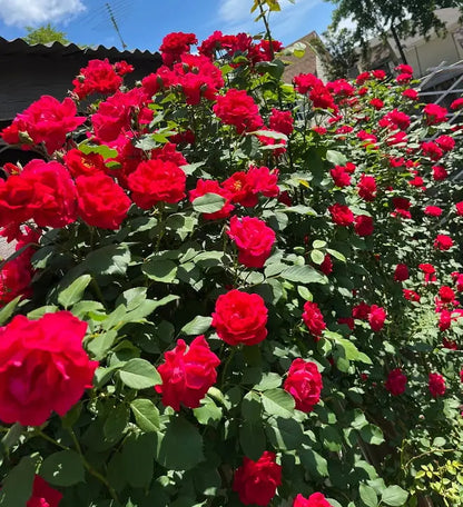Kletterrosensamen – Farbenpracht für Ihren Garten | 150 + 50 Gratis (200 Samen) Zorenza
