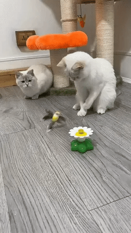 PetJoy® Elektrisches Vogelspielzeug für Katzen – Fördert Spiel, Bewegung und Glück! Zorenza