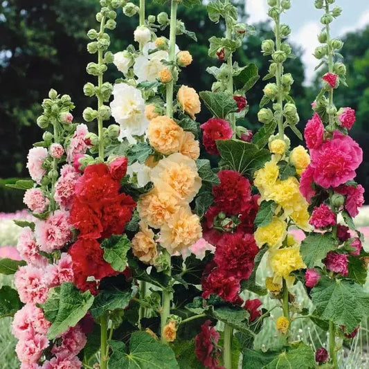 Stockrosensamen mit gefüllten Blüten – Alcea rosea 100 Samen Zorenza