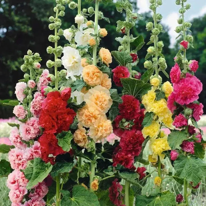Stockrosensamen mit gefüllten Blüten – Alcea rosea 100 Samen Zorenza
