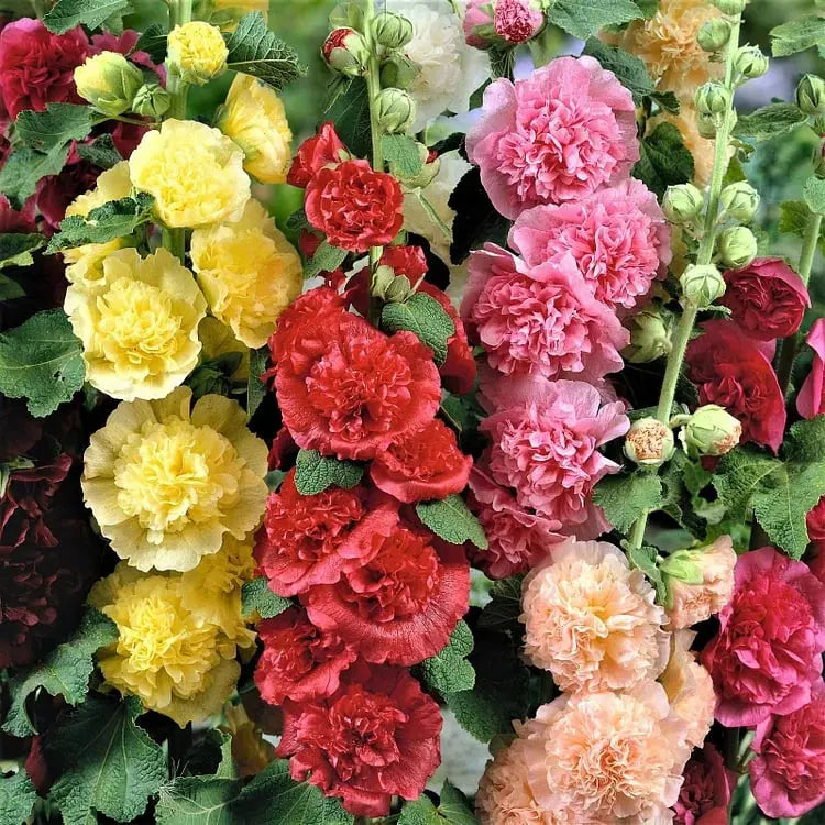 Stockrosensamen mit gefüllten Blüten – Alcea rosea 100 Samen Zorenza