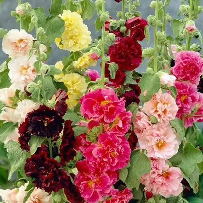 Stockrosensamen mit gefüllten Blüten – Alcea rosea 100 Samen Zorenza