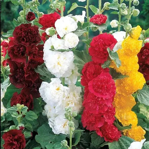 Stockrosensamen mit gefüllten Blüten – Alcea rosea 100 Samen Zorenza