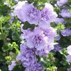 Stockrosensamen mit gefüllten Blüten – Alcea rosea 100 Samen Zorenza