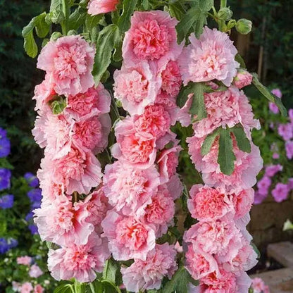 Stockrosensamen mit gefüllten Blüten – Alcea rosea 100 Samen Zorenza