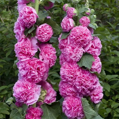 Stockrosensamen mit gefüllten Blüten – Alcea rosea 100 Samen Zorenza