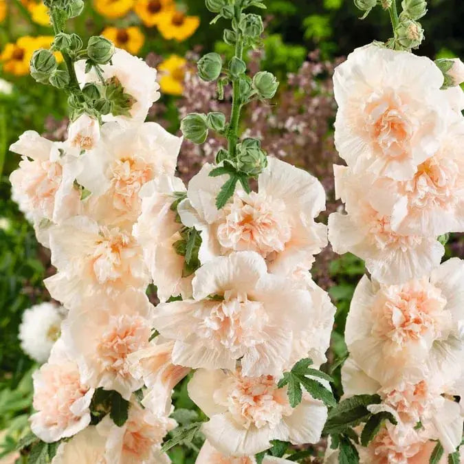 Stockrosensamen mit gefüllten Blüten – Alcea rosea 100 Samen Zorenza
