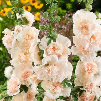 Stockrosensamen mit gefüllten Blüten – Alcea rosea 100 Samen Zorenza