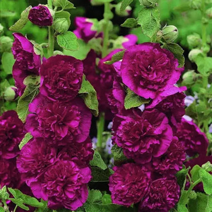 Stockrosensamen mit gefüllten Blüten – Alcea rosea 100 Samen Zorenza