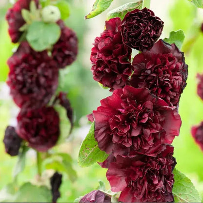 Stockrosensamen mit gefüllten Blüten – Alcea rosea 100 Samen Zorenza