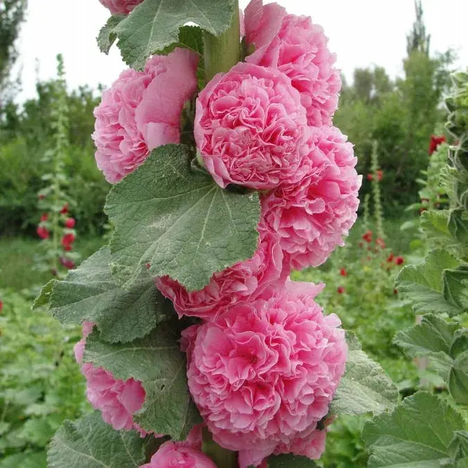 Stockrosensamen mit gefüllten Blüten – Alcea rosea 100 Samen Zorenza