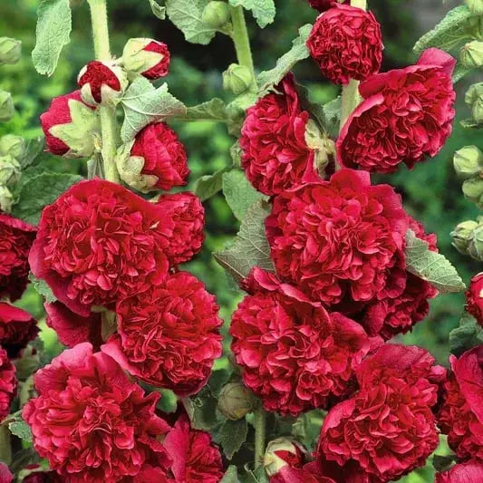 Stockrosensamen mit gefüllten Blüten – Alcea rosea 100 Samen Zorenza