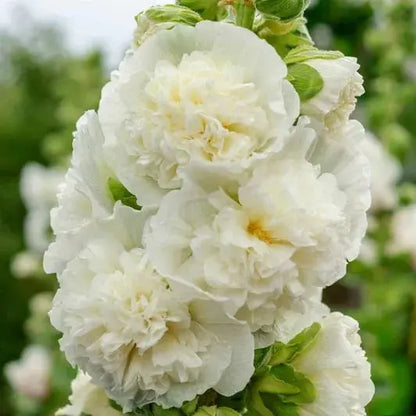 Stockrosensamen mit gefüllten Blüten – Alcea rosea 100 Samen Zorenza