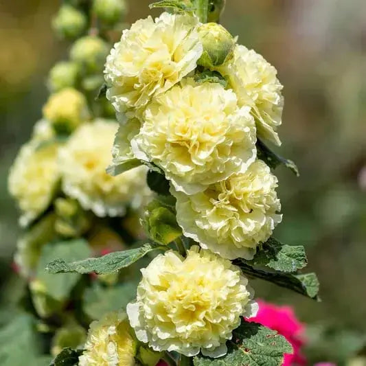 Stockrosensamen mit gefüllten Blüten – Alcea rosea 100 Samen Zorenza
