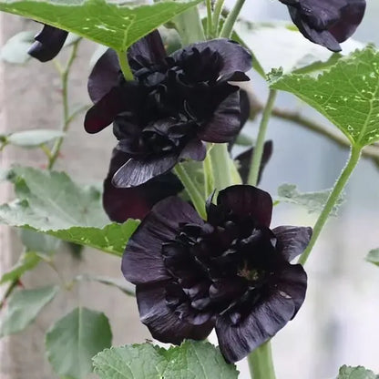 Stockrosensamen mit gefüllten Blüten – Alcea rosea 100 Samen Zorenza