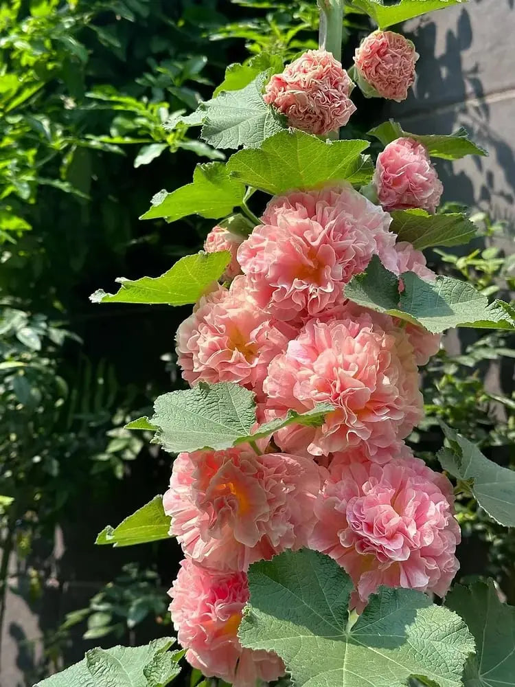 Stockrosensamen mit gefüllten Blüten – Alcea rosea 100 Samen Zorenza