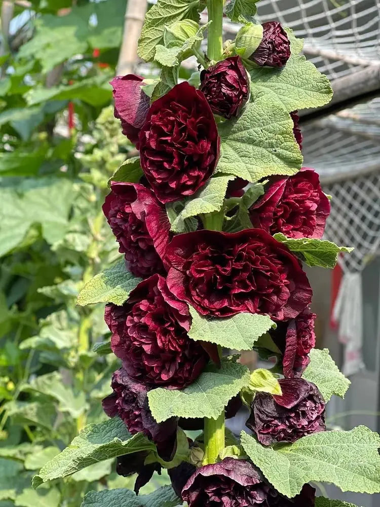 Stockrosensamen mit gefüllten Blüten – Alcea rosea 100 Samen Zorenza