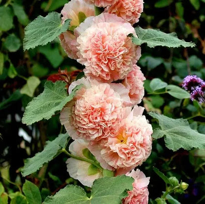 Stockrosensamen mit gefüllten Blüten – Alcea rosea 100 Samen Zorenza