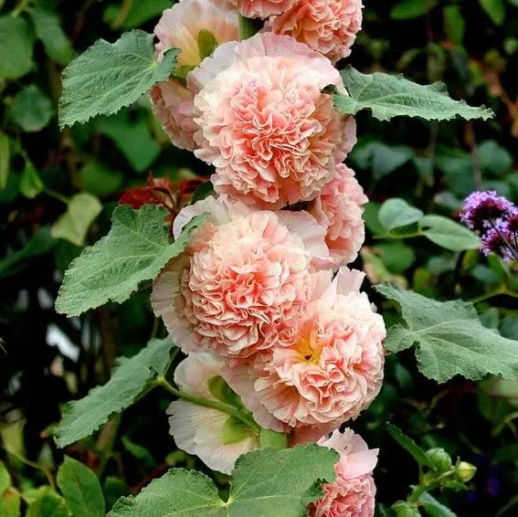 Stockrosensamen mit gefüllten Blüten – Alcea rosea 100 Samen Zorenza