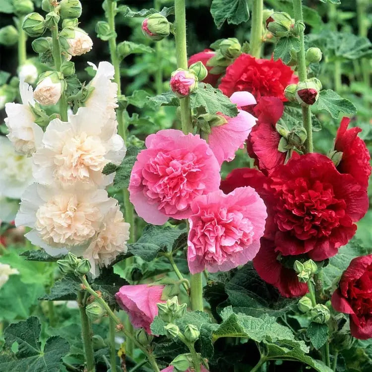 Stockrosensamen mit gefüllten Blüten – Alcea rosea 100 Samen Zorenza