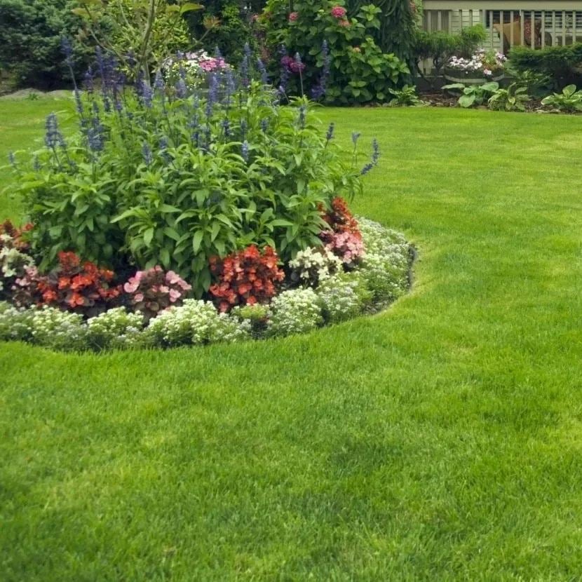 🔥 🌱 Evergreen dwarf grass seed for four seasons🌾 | Create your perfect lawn here🌼 Zorenza