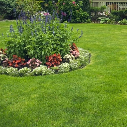 🔥 🌱 Evergreen dwarf grass seed for four seasons🌾 | Create your perfect lawn here🌼 Zorenza