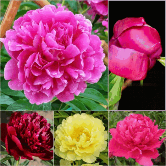 Pfingstrosen-Samen „Double Petaled Piani“ – Königin der Blumen für Ihren Garten Zorenza