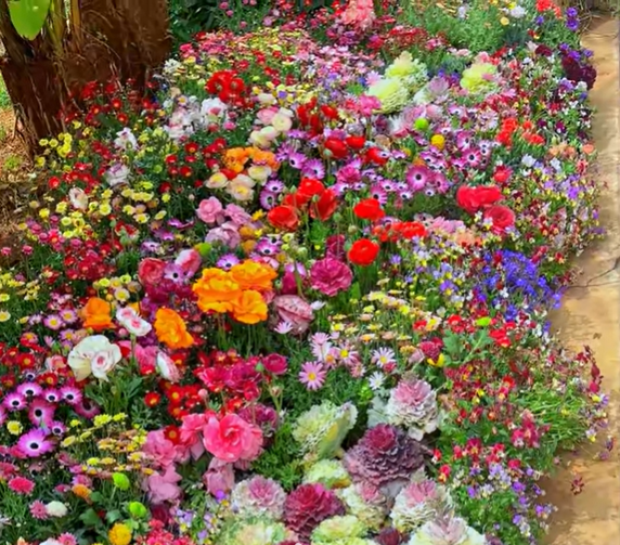 1000 Samen Mehrjährige Blumenmischung – 60+ Sorten für ganzjährige Blüten Zorenza