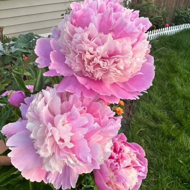 🌺THE QUEEN OF FLOWERS—DOUBLE PETALED PIANI Zorenza