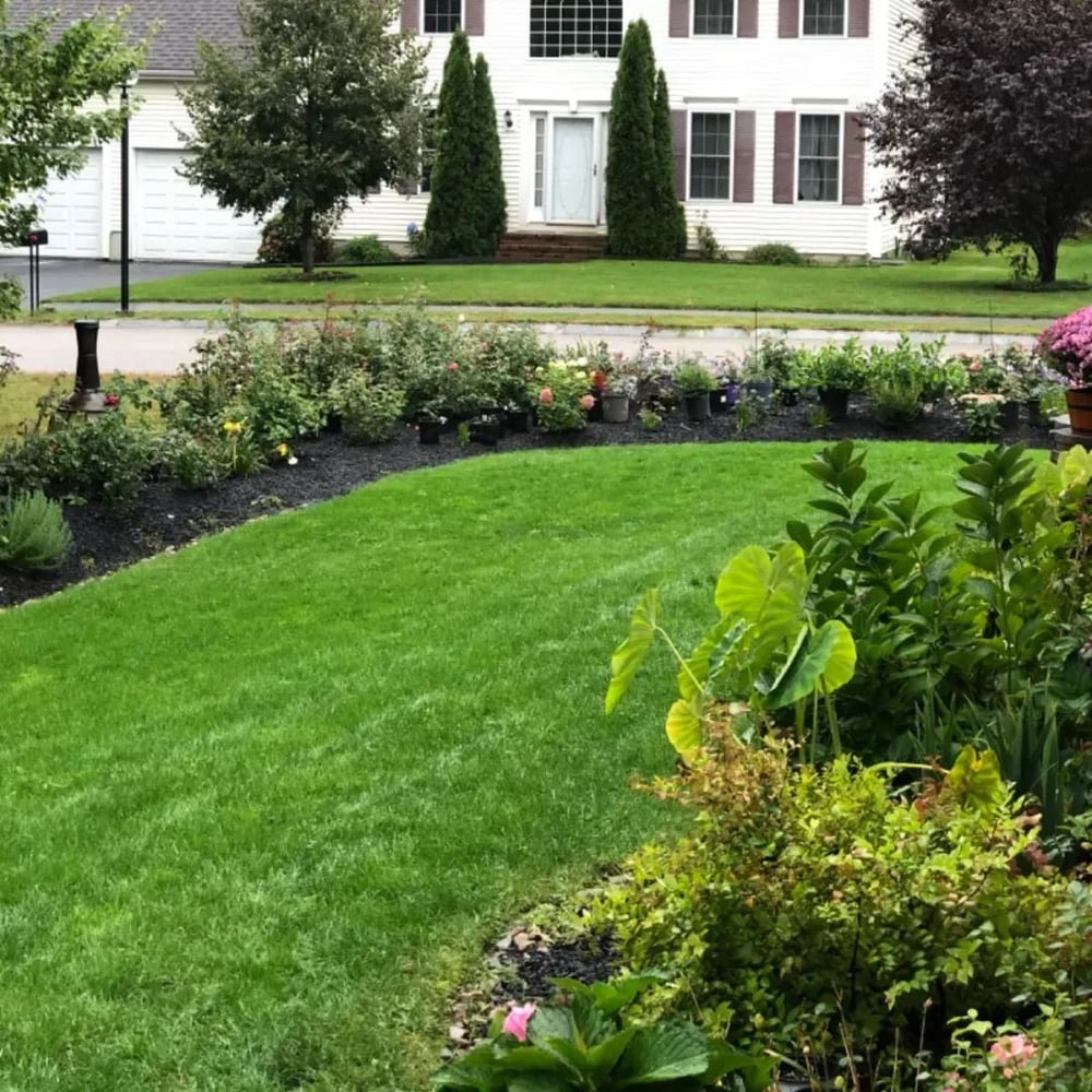 🔥 🌱 Evergreen dwarf grass seed for four seasons🌾 | Create your perfect lawn here🌼 Zorenza